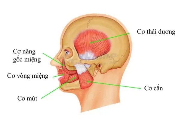 Liều lượng tiêm botox gọn hàm là bao nhiêu cc?